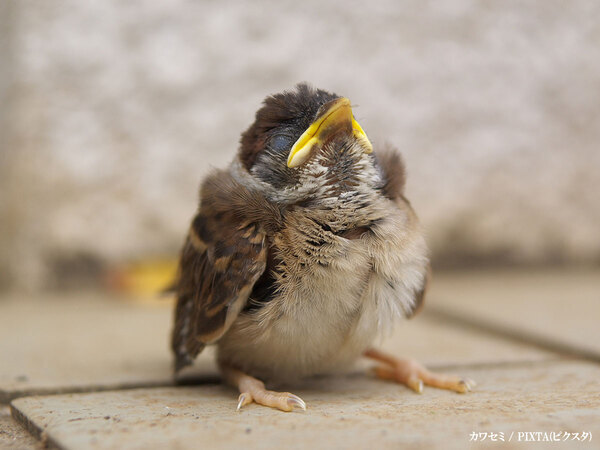 ヒナが落ちてたら助ける？放っておく？　正しい対処法は…