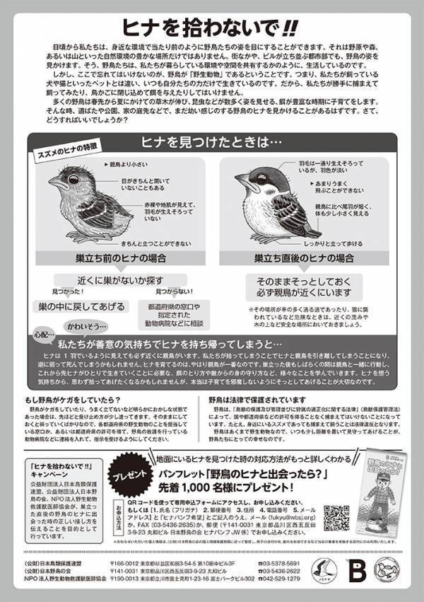 ヒナが落ちてたら助ける？放っておく？　正しい対処法は…