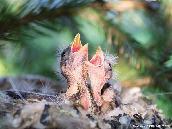 ヒナが落ちてたら助ける？放っておく？　正しい対処法は…