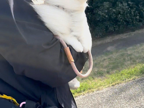 散歩中のポメラニアン　頭を見ると…？「笑った」「想像以上だよ」