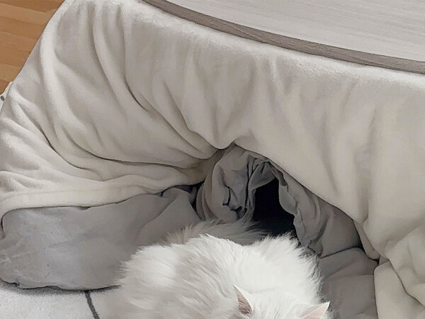 飼い主「こたつが暑くて出てきたでしょ」　２匹の白猫の表情に「整っていて笑った」「ほかほかだ」