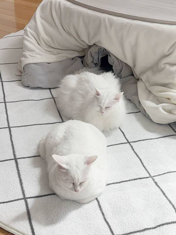 飼い主「こたつが暑くて出てきたでしょ」　２匹の白猫の表情に「整っていて笑った」「ほかほかだ」