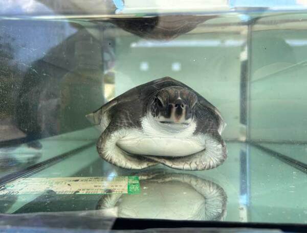 休憩をするウミガメの赤ちゃん　前脚に注目すると？「前世は猫かな」「そんな共通点が…」