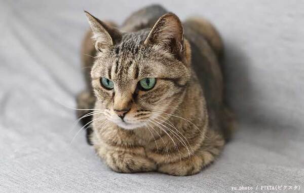 休憩をするウミガメの赤ちゃん　前脚に注目すると？「前世は猫かな」「そんな共通点が…」