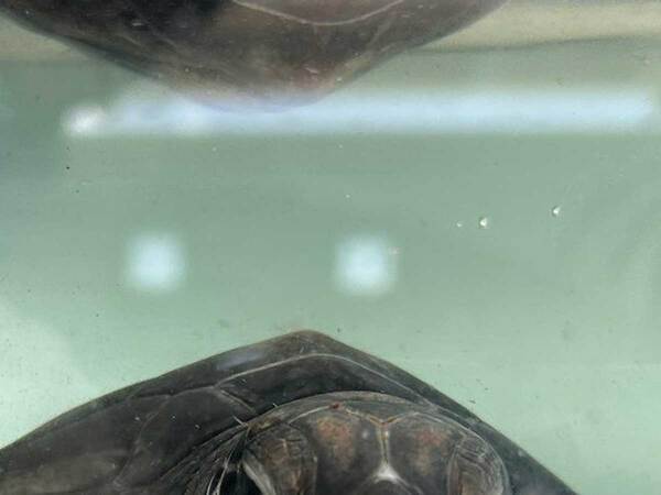 休憩をするウミガメの赤ちゃん　前脚に注目すると？「前世は猫かな」「そんな共通点が…」