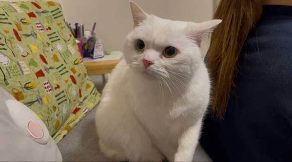 飼い主「夫がオナラしたので…」　愛猫の表情に「朝から爆笑」「謝ってー」