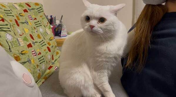 飼い主「夫がオナラしたので…」　愛猫の表情に「朝から爆笑」「謝ってー」