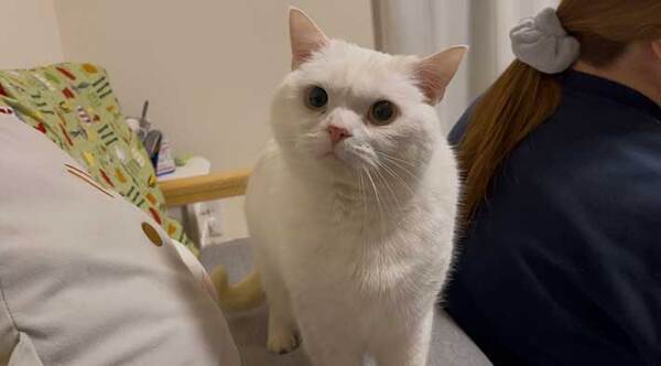 飼い主「夫がオナラしたので…」　愛猫の表情に「朝から爆笑」「謝ってー」