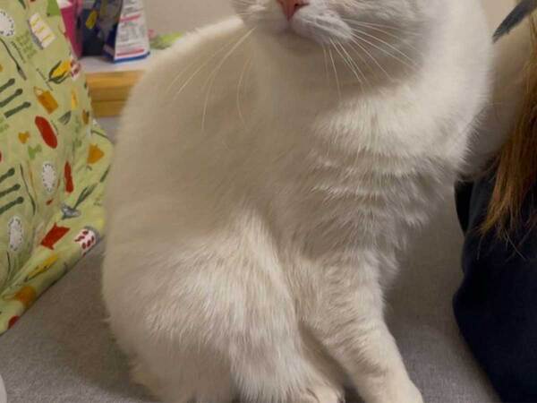 飼い主「夫がオナラしたので…」　愛猫の表情に「朝から爆笑」「謝ってー」