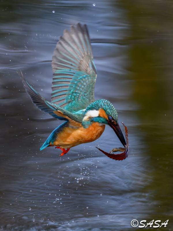 獲物をとらえたカワセミ　しかしくちばしをよく見ると…？
