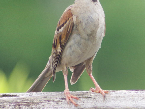 「合成かと思った」「心臓止まりそう」　スズメの『本当の姿』に衝撃