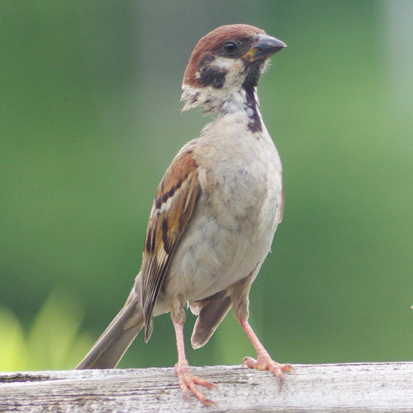 「合成かと思った」「心臓止まりそう」　スズメの『本当の姿』に衝撃