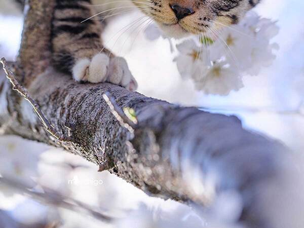 特等席で花見をする『見物客』　その正体に「とても素敵」「かっこいい」