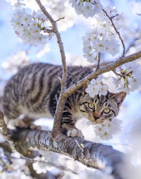 特等席で花見をする『見物客』　その正体に「とても素敵」「かっこいい」