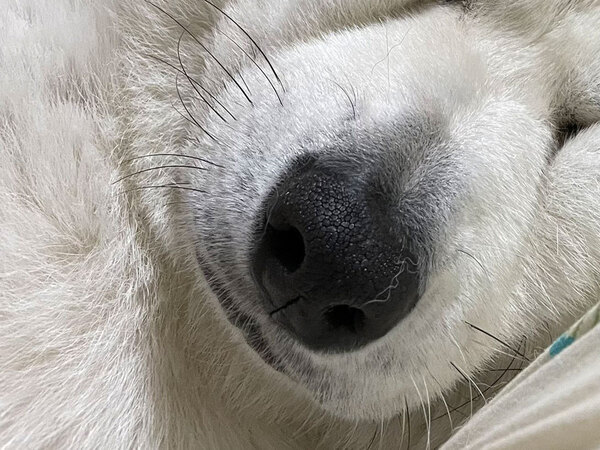 秋田犬の寝顔に爆笑必須！　激写した１枚に「何度見ても笑う」「目が…」