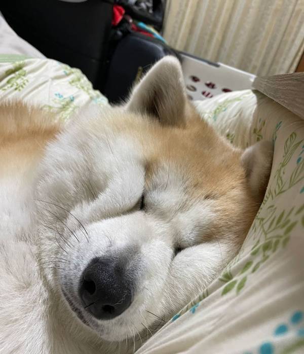 秋田犬の寝顔に爆笑必須！　激写した１枚に「何度見ても笑う」「目が…」