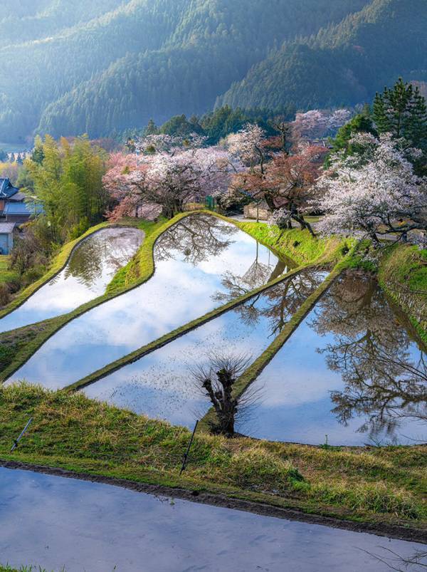 三重の絶景に「涙が出てくる」　棚田に映っていたのは…？