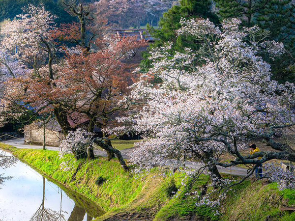 三重の絶景に「涙が出てくる」　棚田に映っていたのは…？