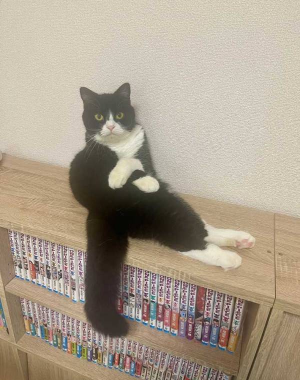 猫「話を聞こうか」　ベテランカウンセラーのような１枚に「貫禄がすごい」「猫生何年目？」