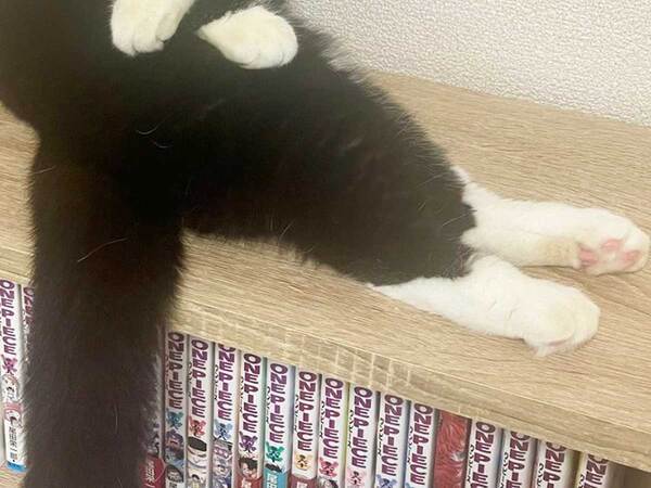 猫「話を聞こうか」　ベテランカウンセラーのような１枚に「貫禄がすごい」「猫生何年目？」