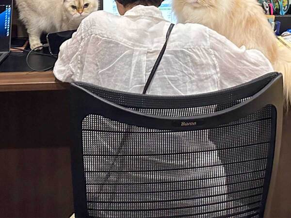 従業員「猫のいる会社なので…」　休憩中の光景に「けしからん！」「転職したい」