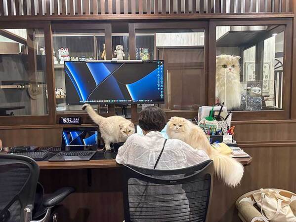 従業員「猫のいる会社なので…」　休憩中の光景に「けしからん！」「転職したい」