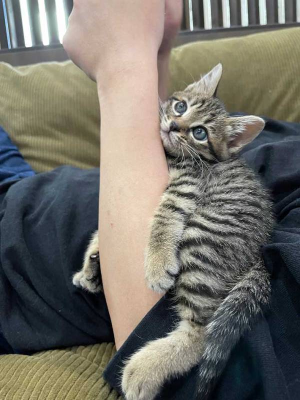 従業員「猫のいる会社なので…」　休憩中の光景に「けしからん！」「転職したい」