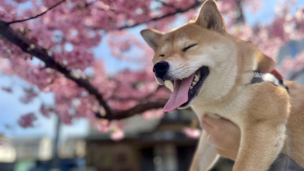 桜と写真を撮った柴犬の子犬　３年後の姿に「泣いた」「こんなにも変わるのか」
