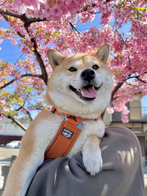 桜と写真を撮った柴犬の子犬　３年後の姿に「泣いた」「こんなにも変わるのか」