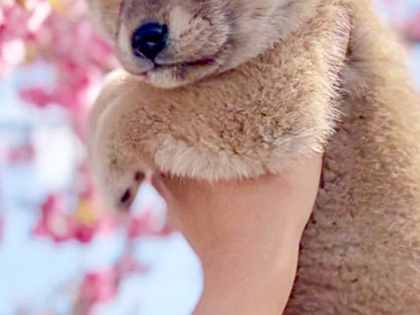 桜と写真を撮った柴犬の子犬　３年後の姿に「泣いた」「こんなにも変わるのか」