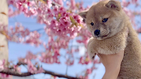 桜と写真を撮った柴犬の子犬　３年後の姿に「泣いた」「こんなにも変わるのか」
