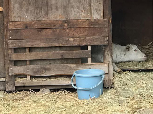 くつろぐヤギの姿が？　気付いた異変に「そんなばかな…」