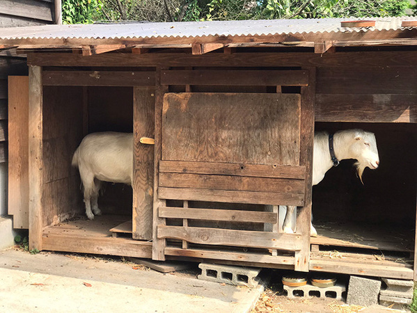 くつろぐヤギの姿が？　気付いた異変に「そんなばかな…」