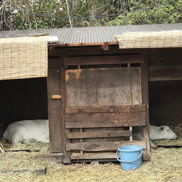 くつろぐヤギの姿が？　気付いた異変に「そんなばかな…」