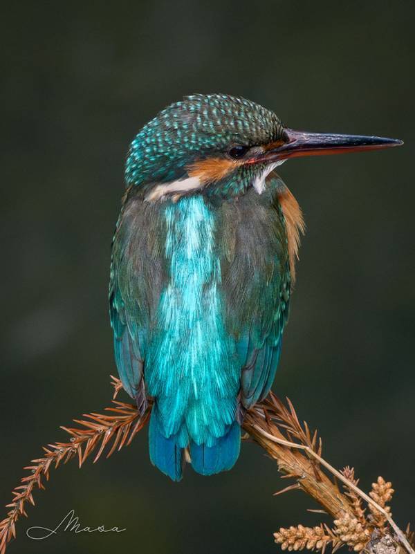 カワセミの『自慢の背中』　じっくり見ると…「まさに青い宝石」「ため息が出る」