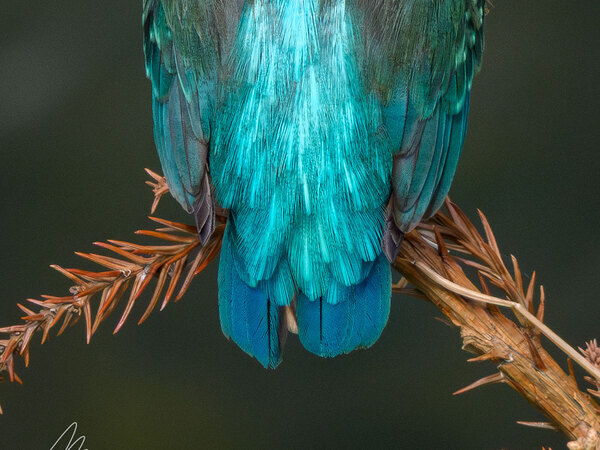 カワセミの『自慢の背中』　じっくり見ると…「まさに青い宝石」「ため息が出る」