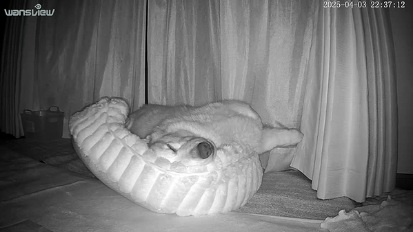 眠るコーギーを『見守りカメラ』で観察　３０分後？「ごめん笑った」「見事なオチ」