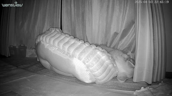 眠るコーギーを『見守りカメラ』で観察　３０分後？「ごめん笑った」「見事なオチ」