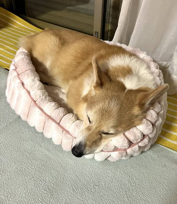 眠るコーギーを『見守りカメラ』で観察　３０分後？「ごめん笑った」「見事なオチ」