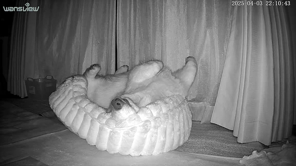 眠るコーギーを『見守りカメラ』で観察　３０分後？「ごめん笑った」「見事なオチ」