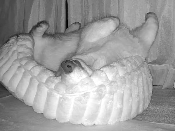 眠るコーギーを『見守りカメラ』で観察　３０分後？「ごめん笑った」「見事なオチ」