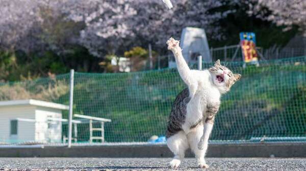 花見のおじさん？　写真家がとらえた姿に「笑った」「ハメ外してる」