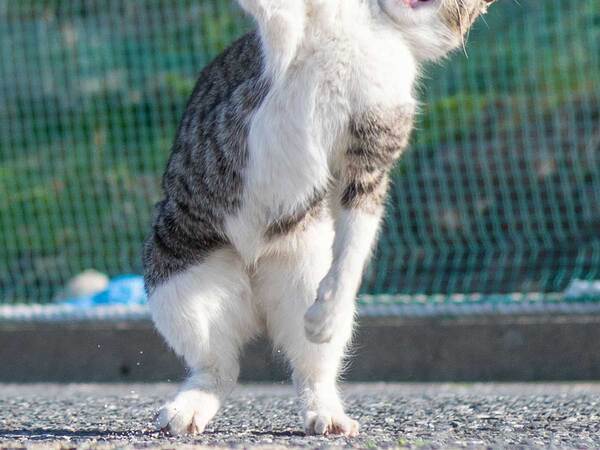 花見のおじさん？　写真家がとらえた姿に「笑った」「ハメ外してる」