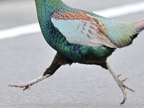 大股で道路を横断中なのは？　カメラマンが撮った１枚に「笑った」