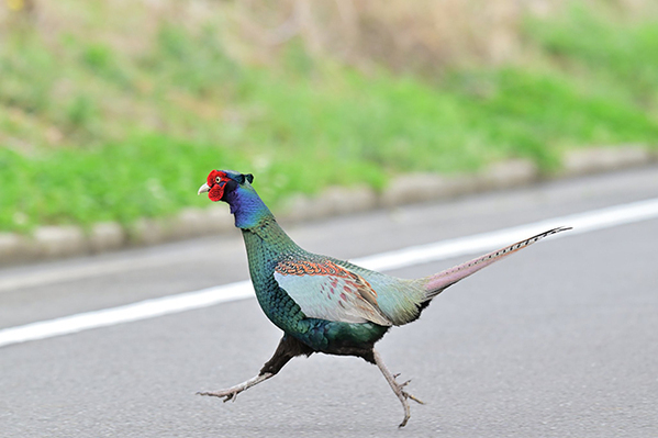 大股で道路を横断中なのは？　カメラマンが撮った１枚に「笑った」