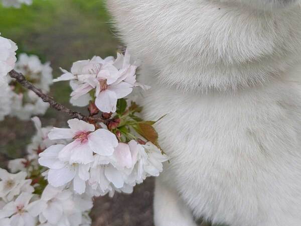 桜の花に囲まれる柴犬　その顔に「なんていい表情」「犬界の橋本環奈」