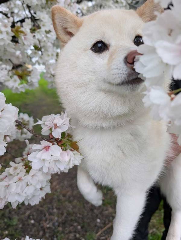 桜の花に囲まれる柴犬　その顔に「なんていい表情」「犬界の橋本環奈」