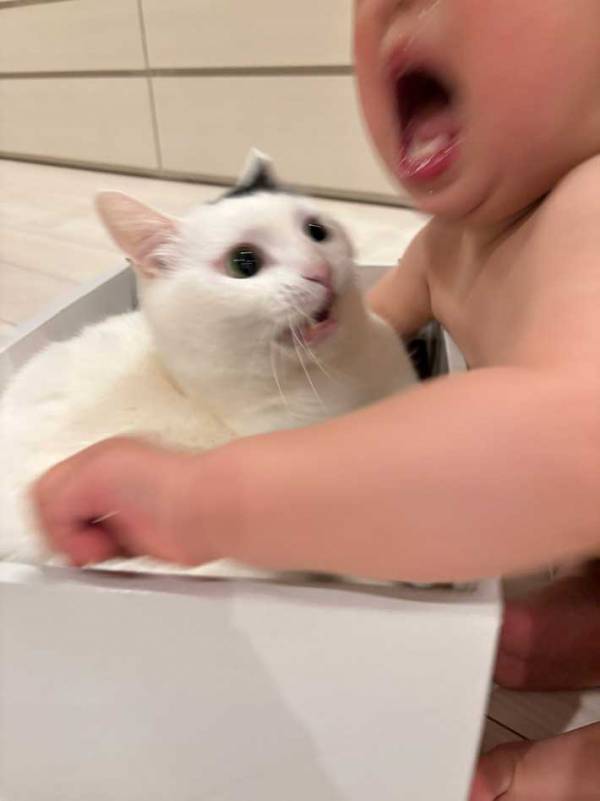 兄弟ゲンカする４歳愛猫と１歳息子　展開に「顔、顔ー！」「笑い止まらん」