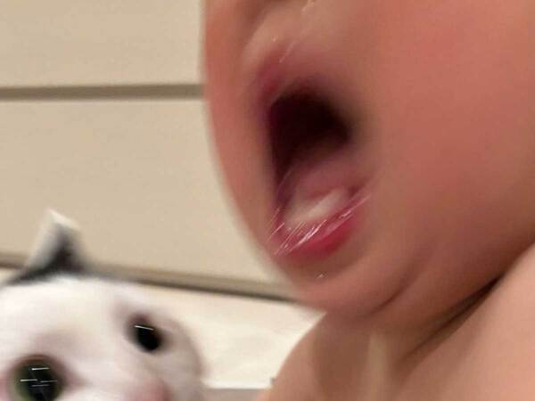 兄弟ゲンカする４歳愛猫と１歳息子　展開に「顔、顔ー！」「笑い止まらん」