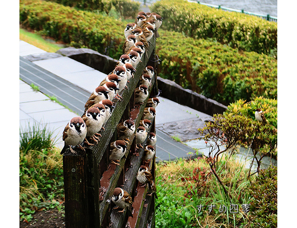 強まる雨の中、スズメたちがとった行動は？　「すげえ！」「実際に見たい」